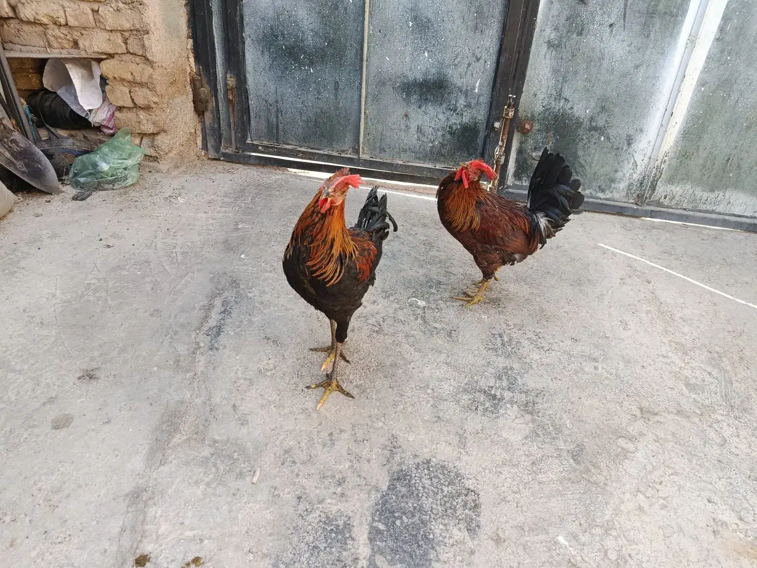 دوعددمرغ دوعددخروس محلی اصل|حیوانات مزرعه|مرودشت, محمد آباد|دیوار