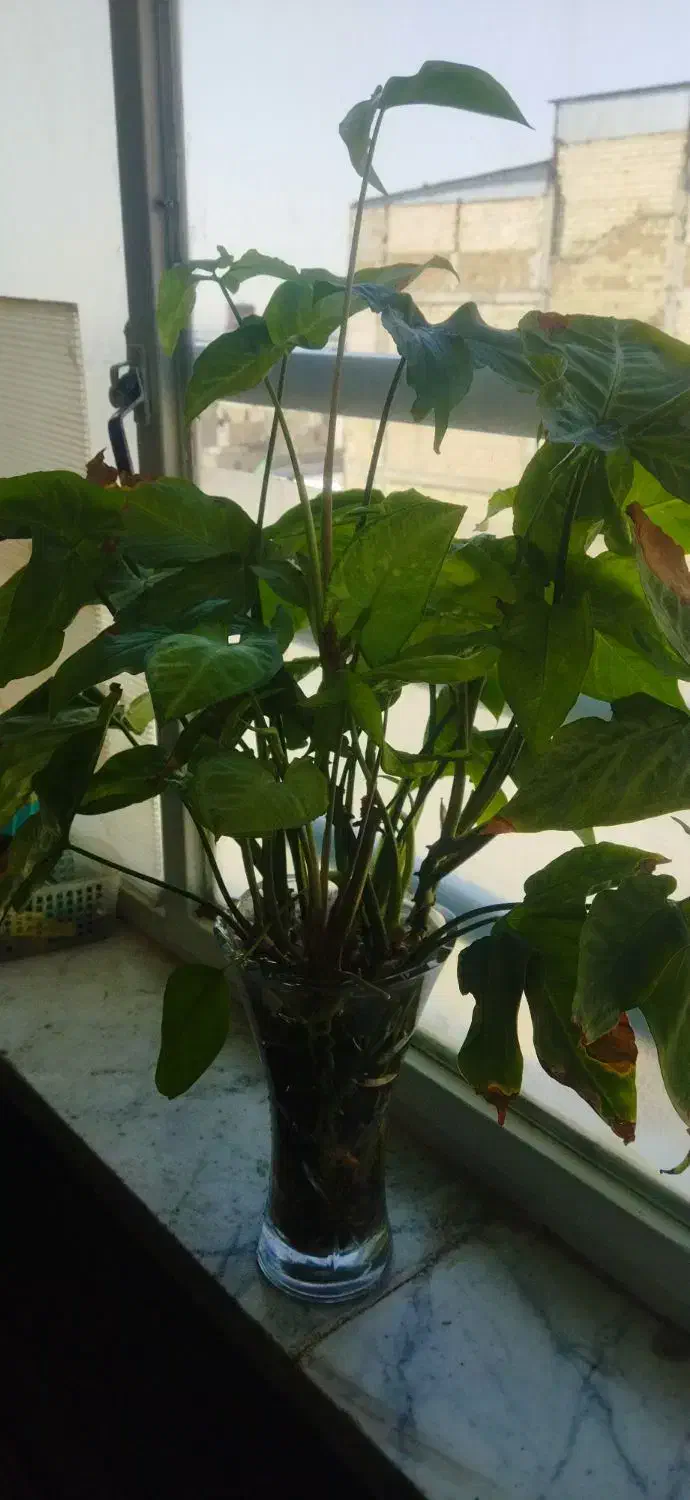 قلمه|گل و گیاه طبیعی|کرج, حصارک بالا|دیوار