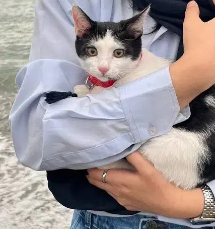 گربه|گربه|قم, باجک سه|دیوار