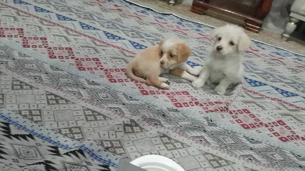 سگ پودل و ترییر|سگ|باغستان, |دیوار