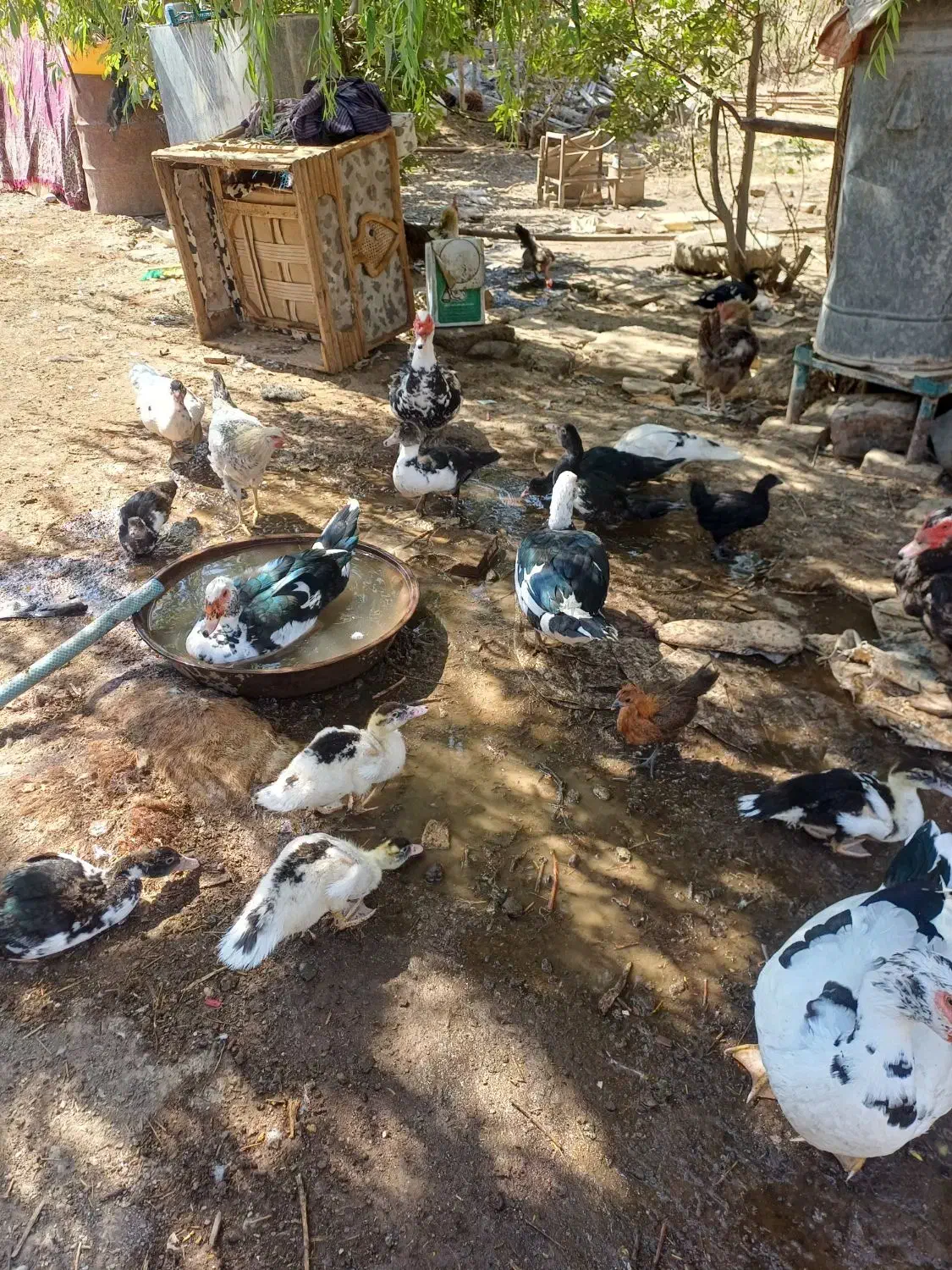اردک اسرائیلی|حیوانات مزرعه|تربت‌حیدریه, باغ سلطانی|دیوار