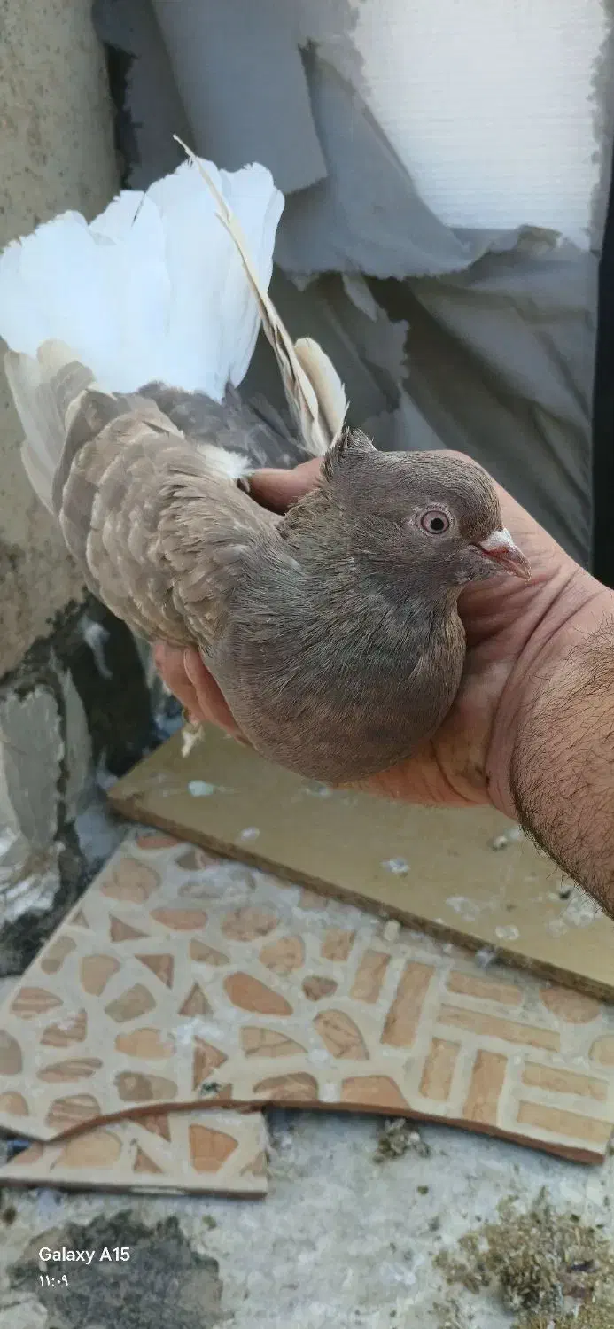 ماده دم قهوای|پرنده|شاهینشهر, شهرک امام علی|دیوار