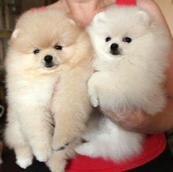 سگ پامر / سفید و نباتی / پامرانین خرسی|سگ|تهران, تهرانسر غربی|دیوار