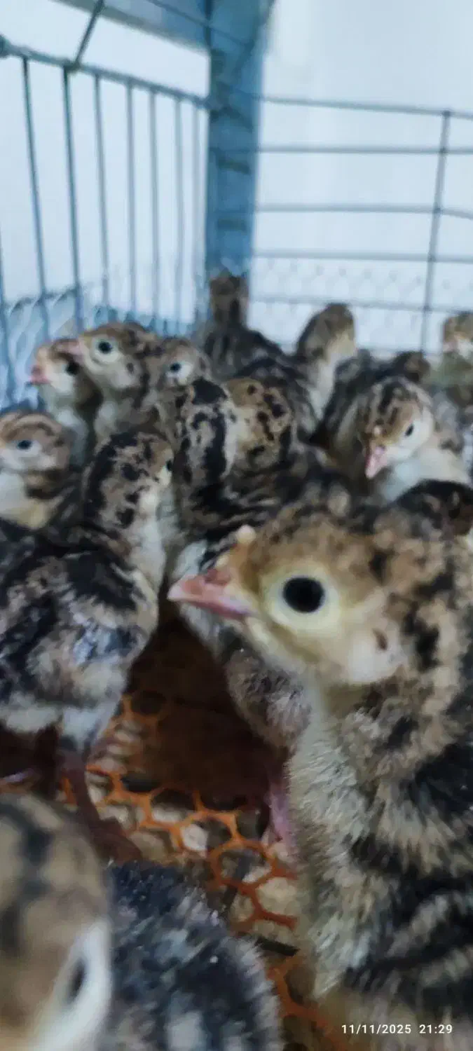 جوجه بوقلمون|حیوانات مزرعه|ری, تقی آباد|دیوار