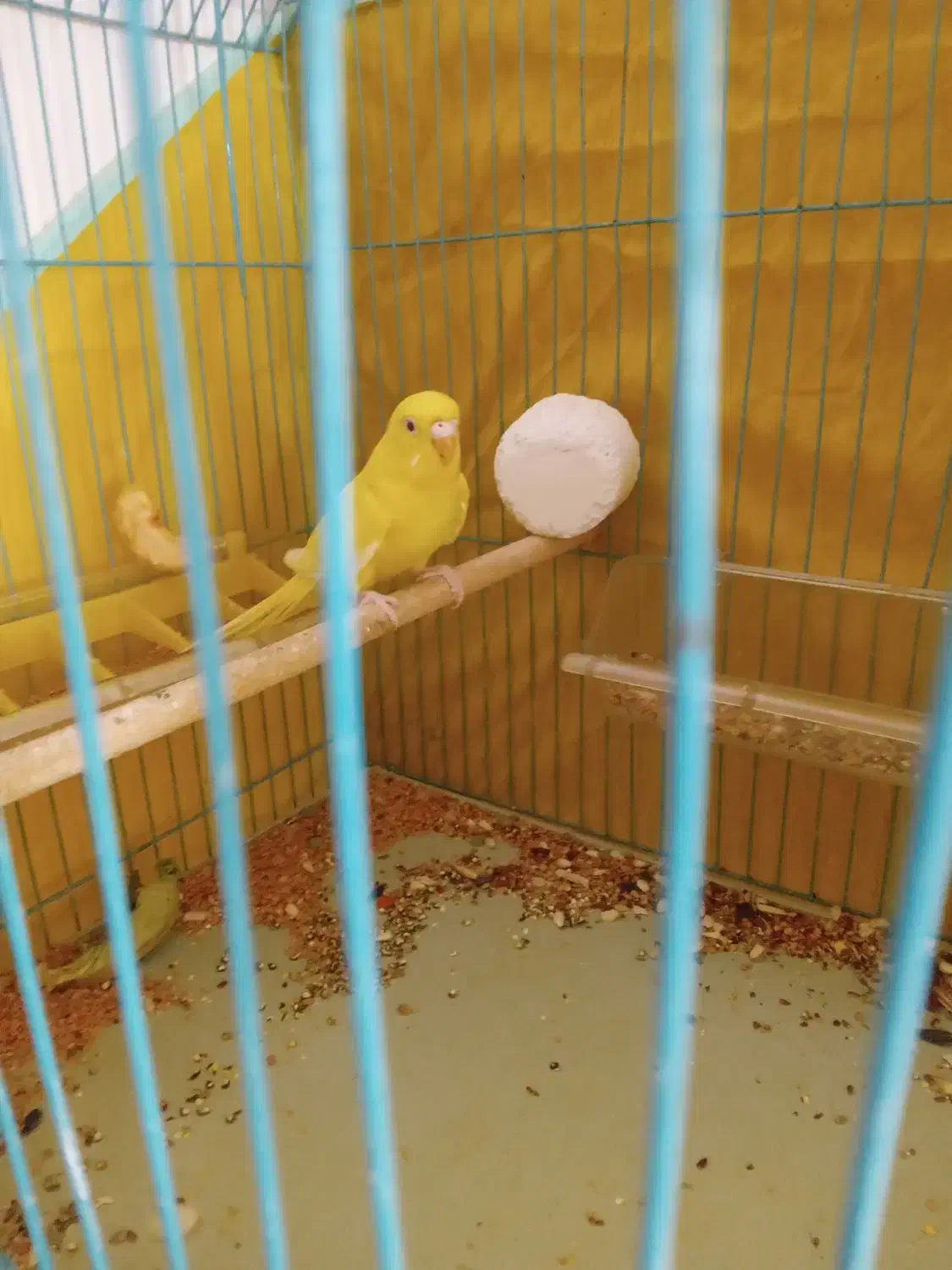 عروس هلندی مرغ عشق قناری|پرنده|امیدیه, |دیوار