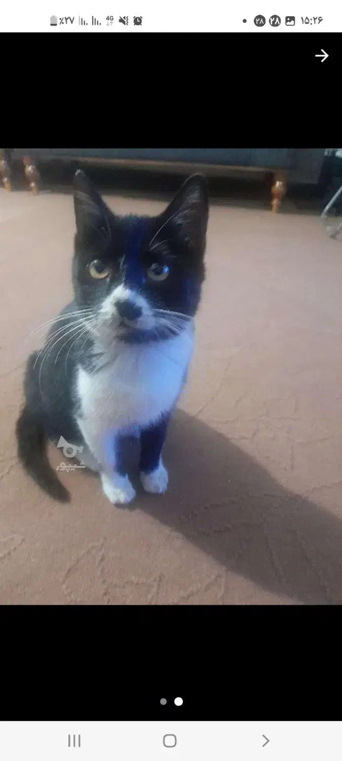 واگذاری گربه|گربه|آمل, |دیوار