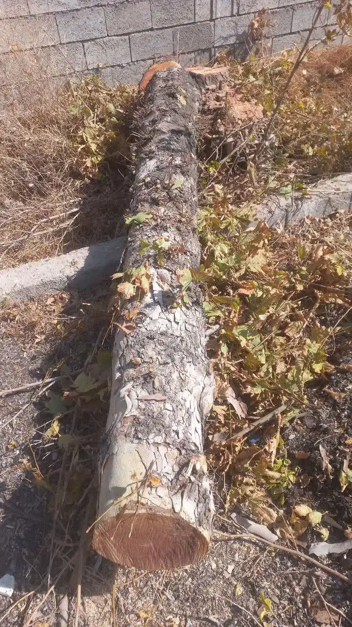 خرید چوب های خشک و تر وهرس باغ و چوب های اجیلی|خدمات باغبانی و درختکاری|فلاورجان, |دیوار