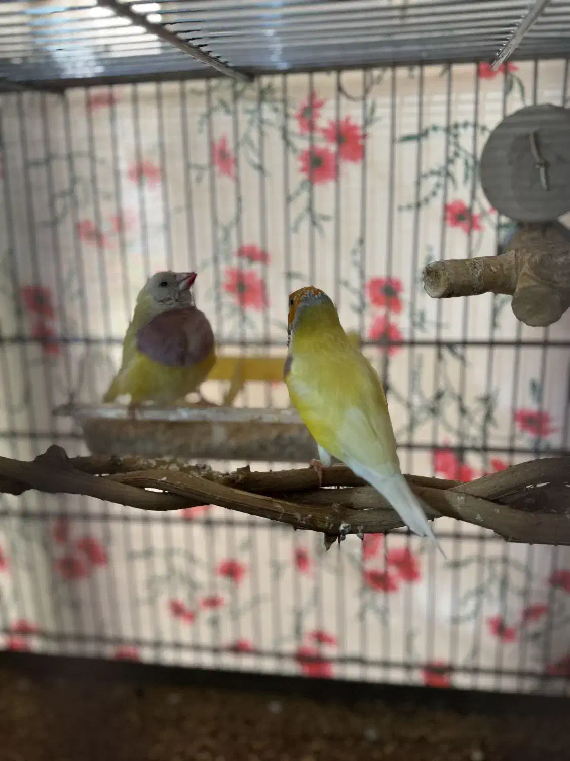 فنج گدین رنگ خاص|پرنده|قزوین, |دیوار