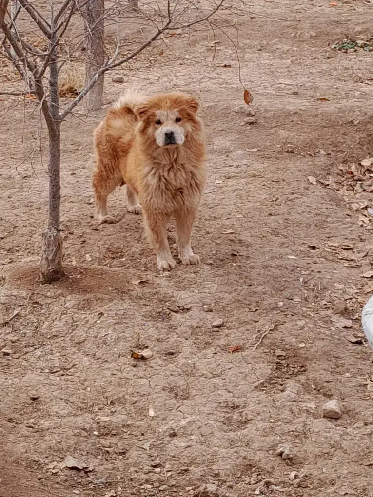 سگ چاوچاو|سگ|اصفهان, امیرعرب|دیوار