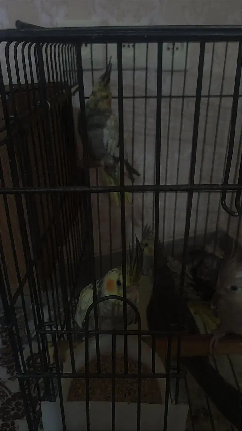 عروس هلندی جوان|پرنده|تهران, مسعودیه|دیوار