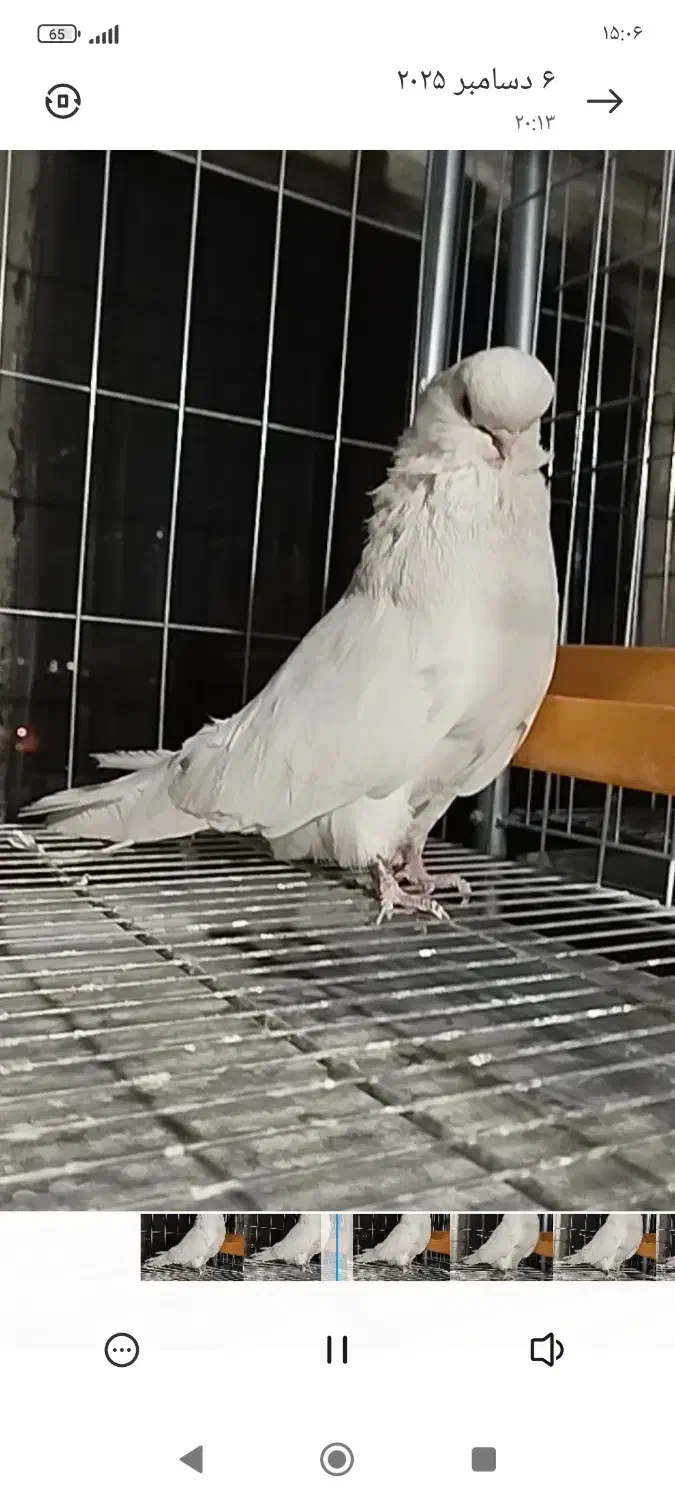 نر نوک قناری فروشی|پرنده|شهریار, رزکان|دیوار