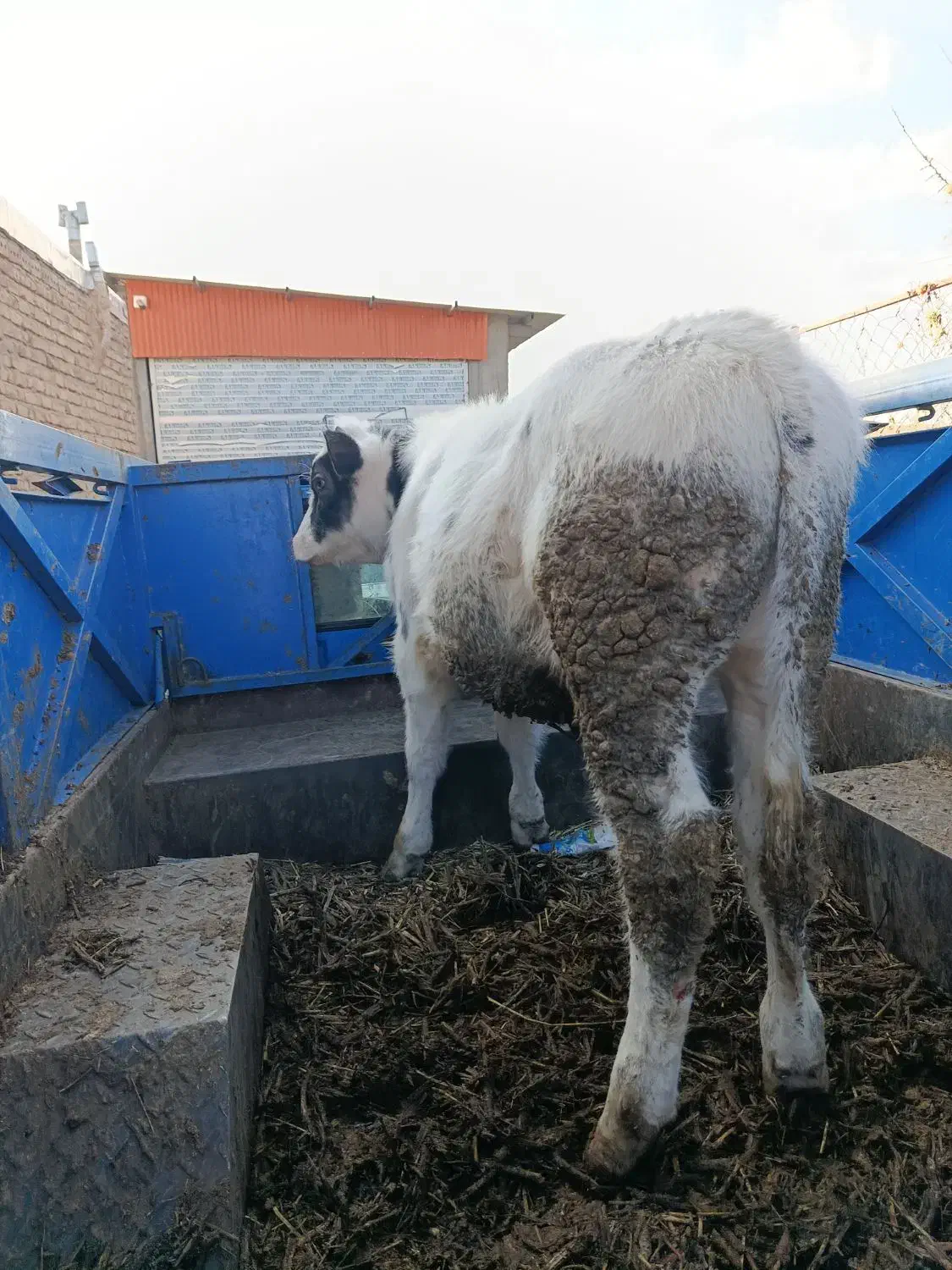 سالم و زمین گیرگاو گوساله ریزو درشت همه نوع|حیوانات مزرعه|زنجان, |دیوار