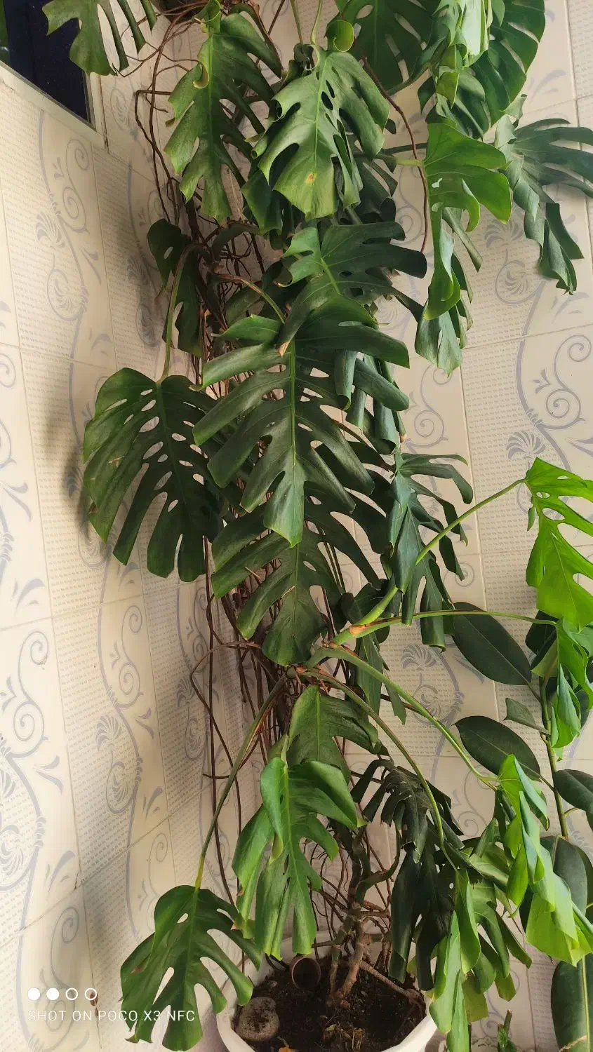 گل برگ انجیری، پتوس، سانسوریا|گل و گیاه طبیعی|رشت, جماران|دیوار