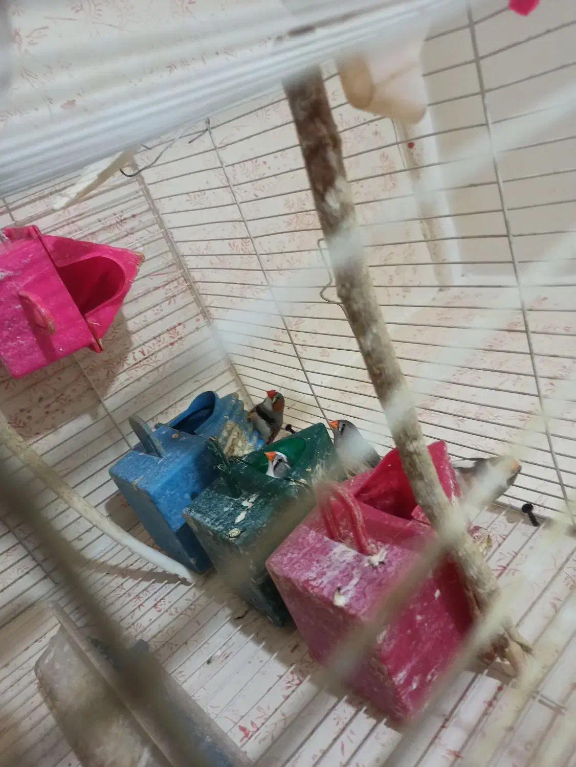 فنچ|پرنده|مشهد, حضرت حجت|دیوار