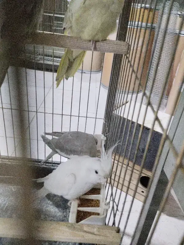 عروس هلندی جفت مولد به شرط|پرنده|نظرآباد, شهرک سید جمال الدین|دیوار