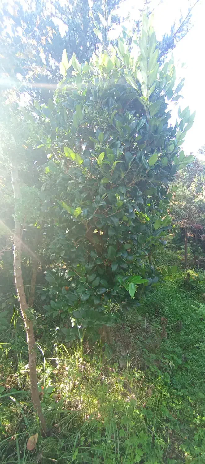 گلهای فضای باز (بیرونی)|گل و گیاه طبیعی|کلاچای, |دیوار