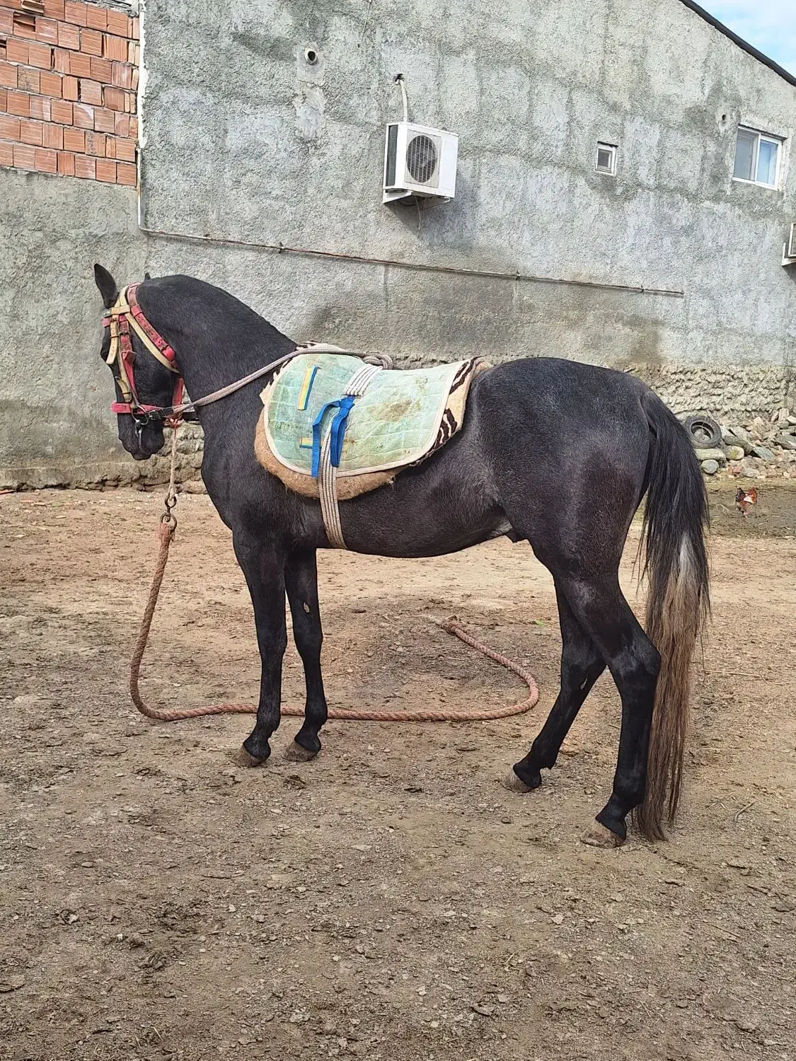 اسب نریان|اسب و تجهیزات اسبسواری|کردکوی, |دیوار