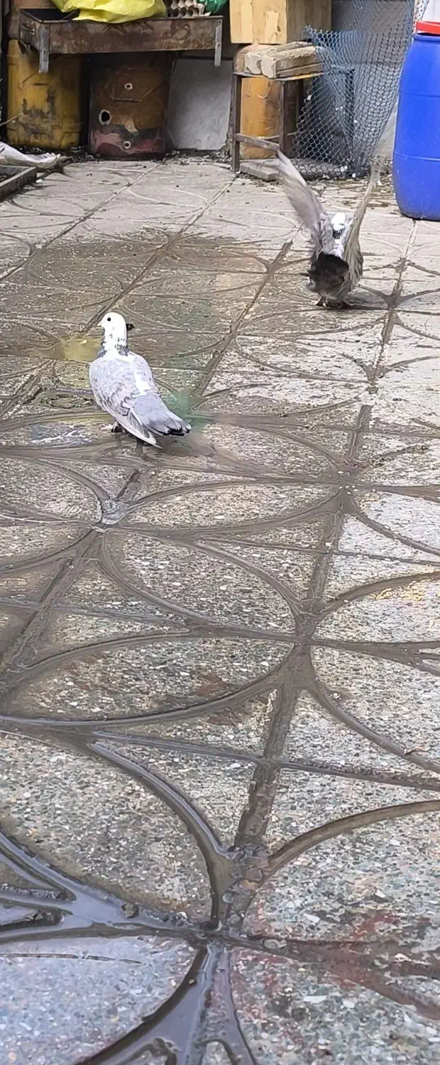 کبوتر|حیوانات|بروجرد, |دیوار