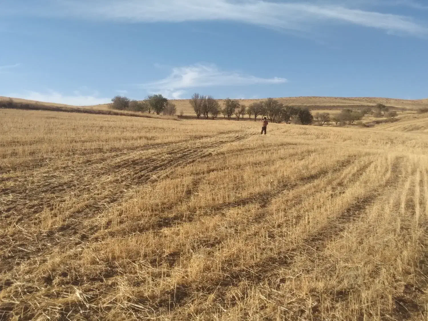 زمین زراعی|فروش دفتر صنعتی، کشاورزی، تجاری|ایجرود, |دیوار