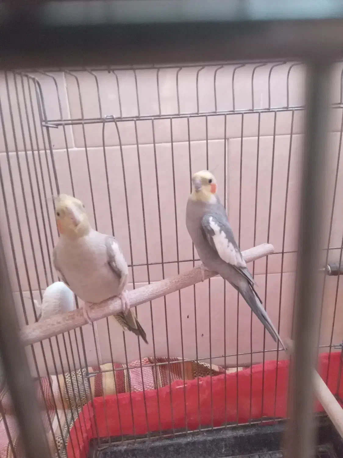 عروس هلندی|پرنده|یزد, |دیوار