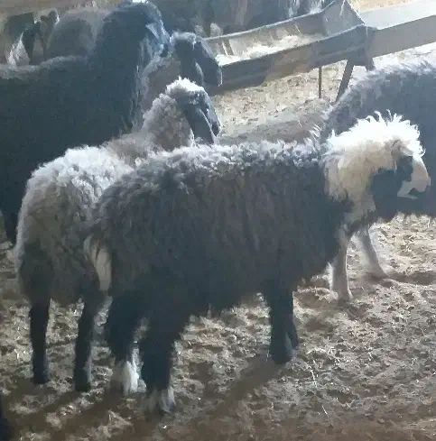 بره نر وماده|حیوانات مزرعه|بن, |دیوار