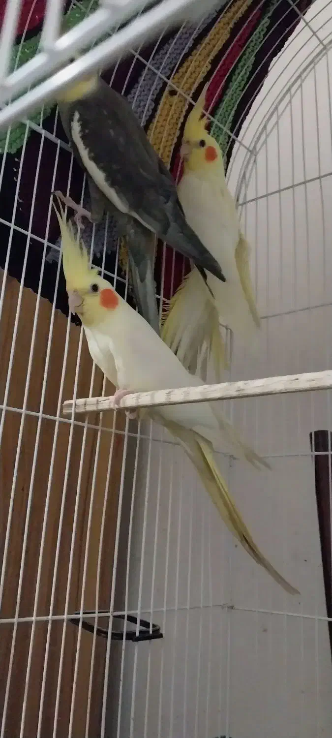 عروس هلندی لوتینو|پرنده|رودسر, |دیوار