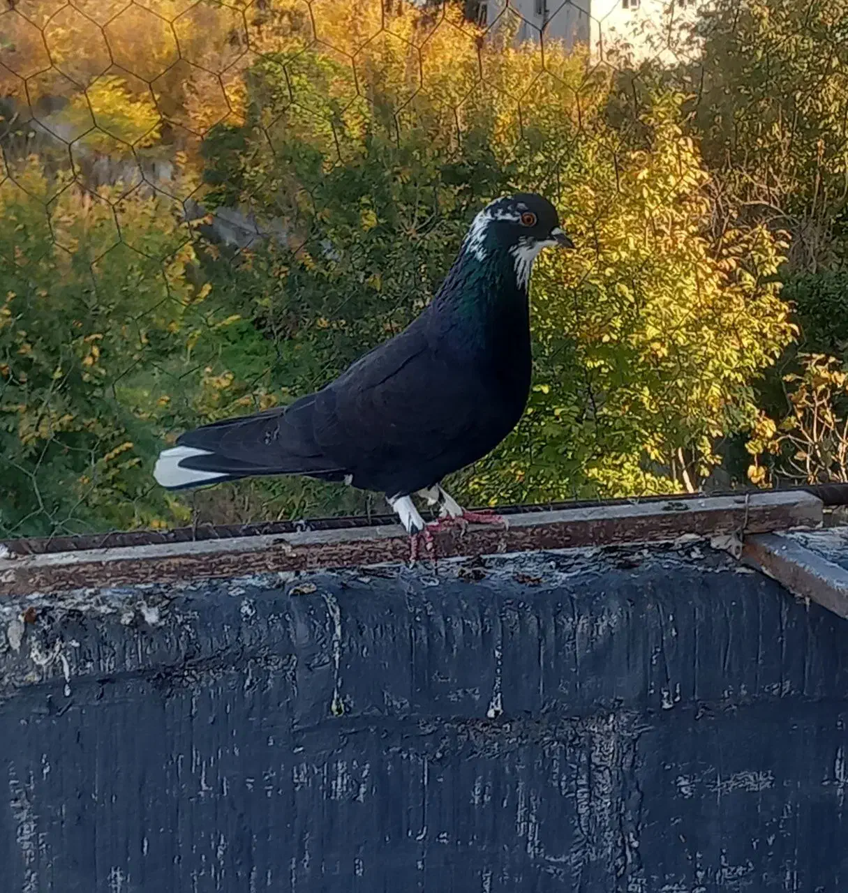کبوتر پرشی|پرنده|قائم‌شهر, |دیوار