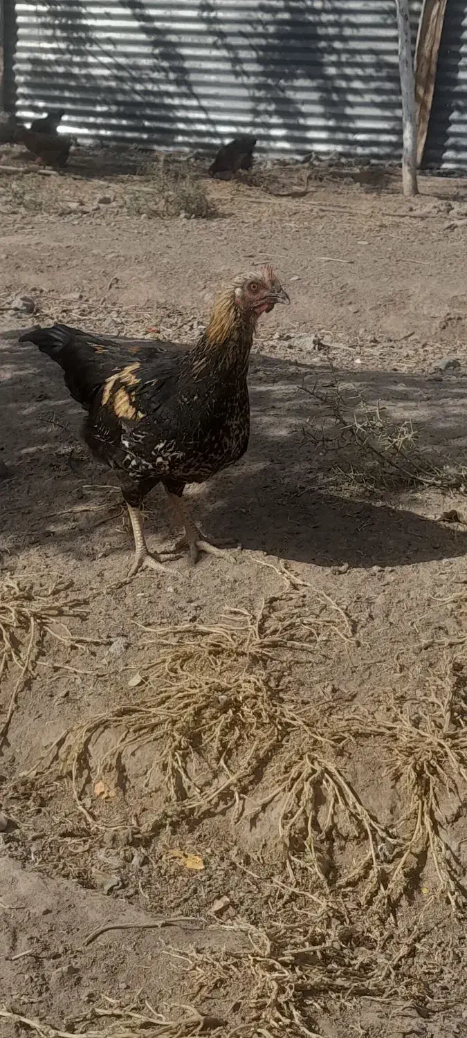 جوجه مرغ واکسن خورده کوچیک وبزرگ|حیوانات مزرعه|فریمان, |دیوار