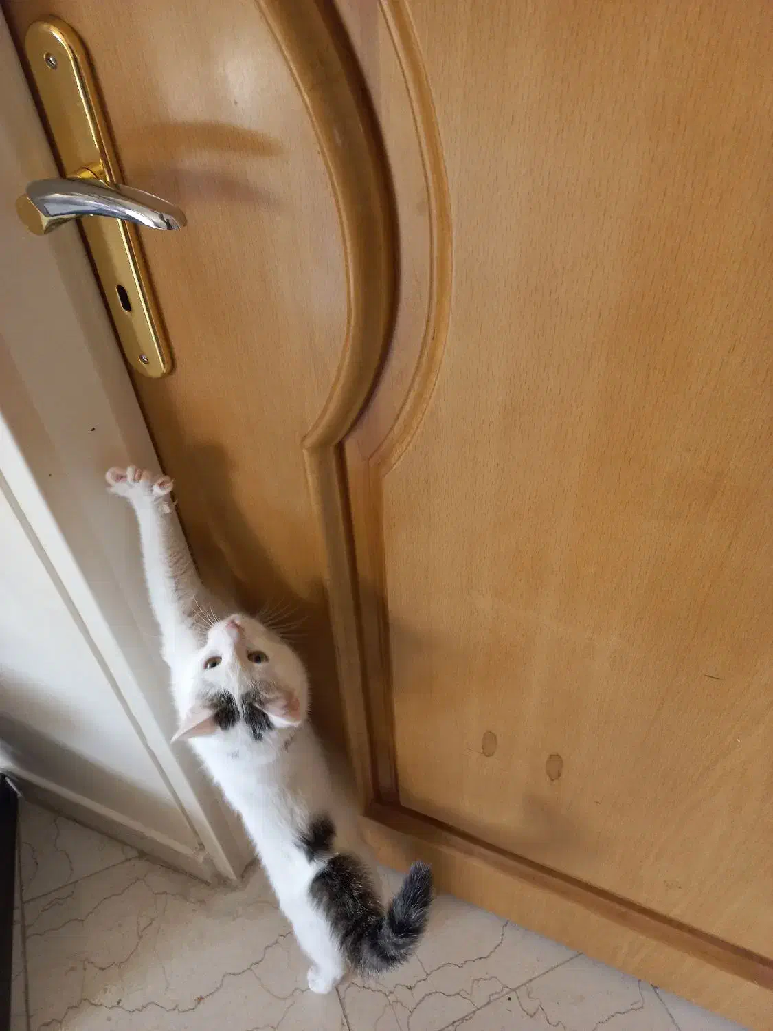 واگذاری گربه با وسایل|گربه|اصفهان, میرعماد|دیوار