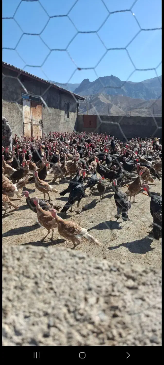 بوقلمون محلی ارگانیک|حیوانات مزرعه|ماهنشان, |دیوار