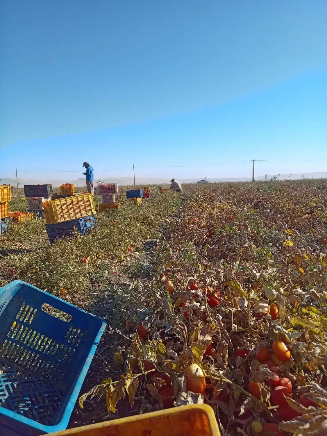 سر کارگر امور کشاورزی|خدمات باغبانی و درختکاری|کرمانشاه, |دیوار