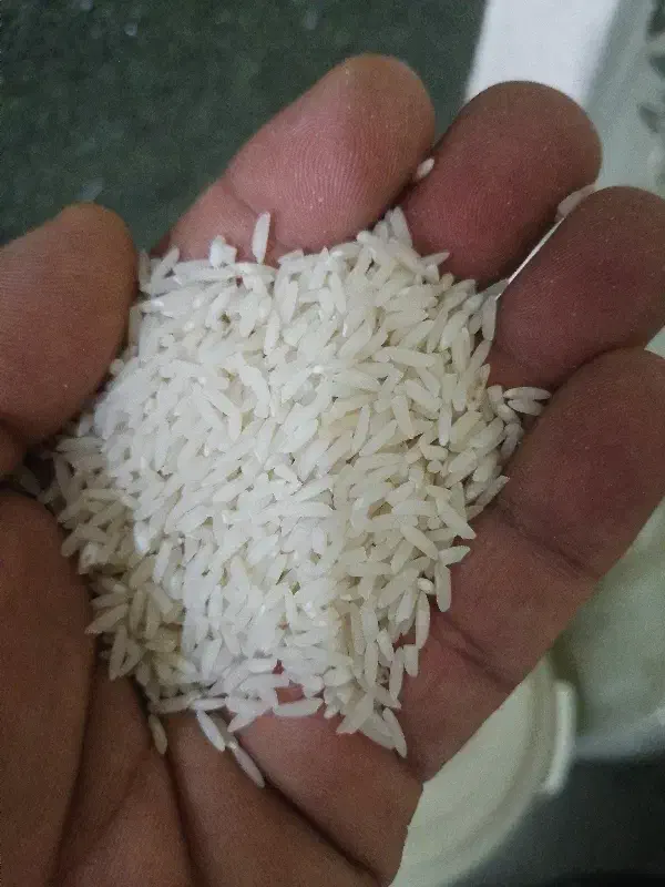 برنج طارم هاشمی|حراج|قائمشهر, |دیوار