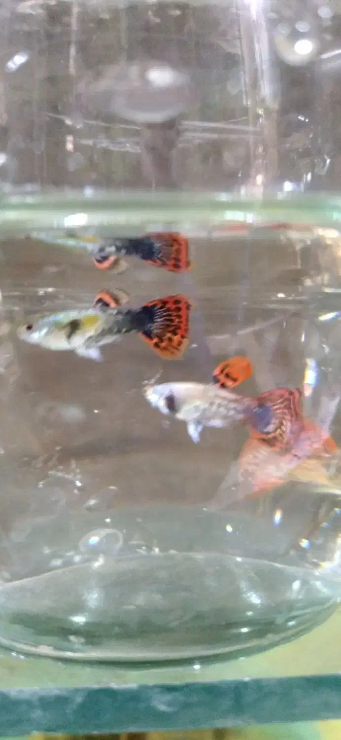 ما هی گوپی وهلزون سیب|ماهی|کاشان, راوند|دیوار