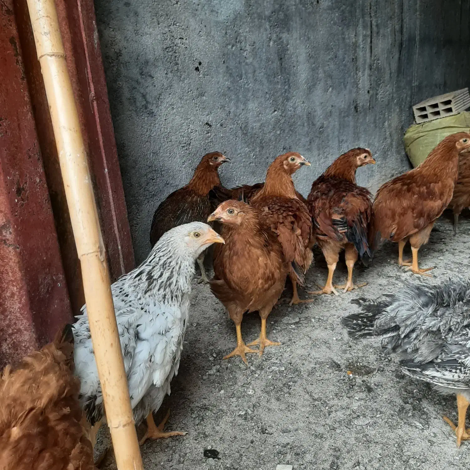 مرغ|حیوانات مزرعه|سرپل ذهاب, |دیوار