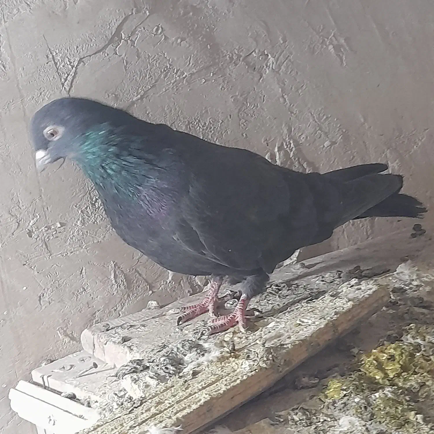 کبوتر|پرنده|تبریز, |دیوار