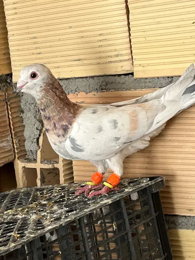 کبوتر هفت رنگ کله هما|پرنده|سبزوار, دانشگاه آزاد|دیوار