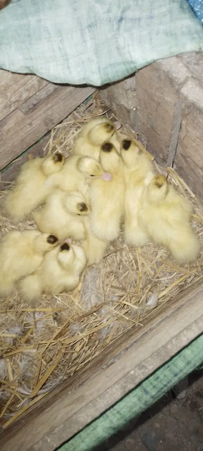 جوجه اردک اسرائیلی|حیوانات مزرعه|سنگر, |دیوار