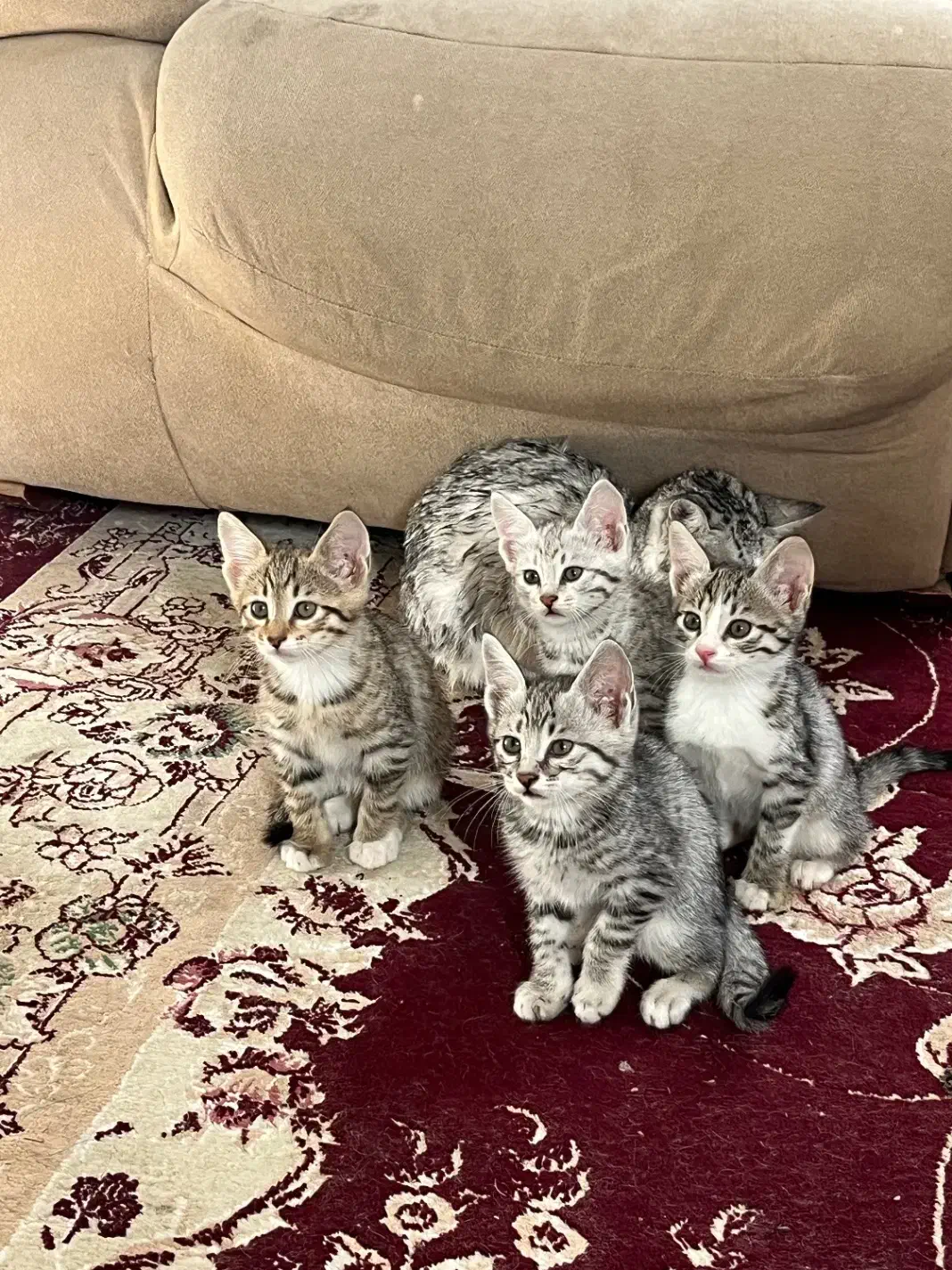 فروشی|گربه|تربت‌حیدریه, مظفریه|دیوار