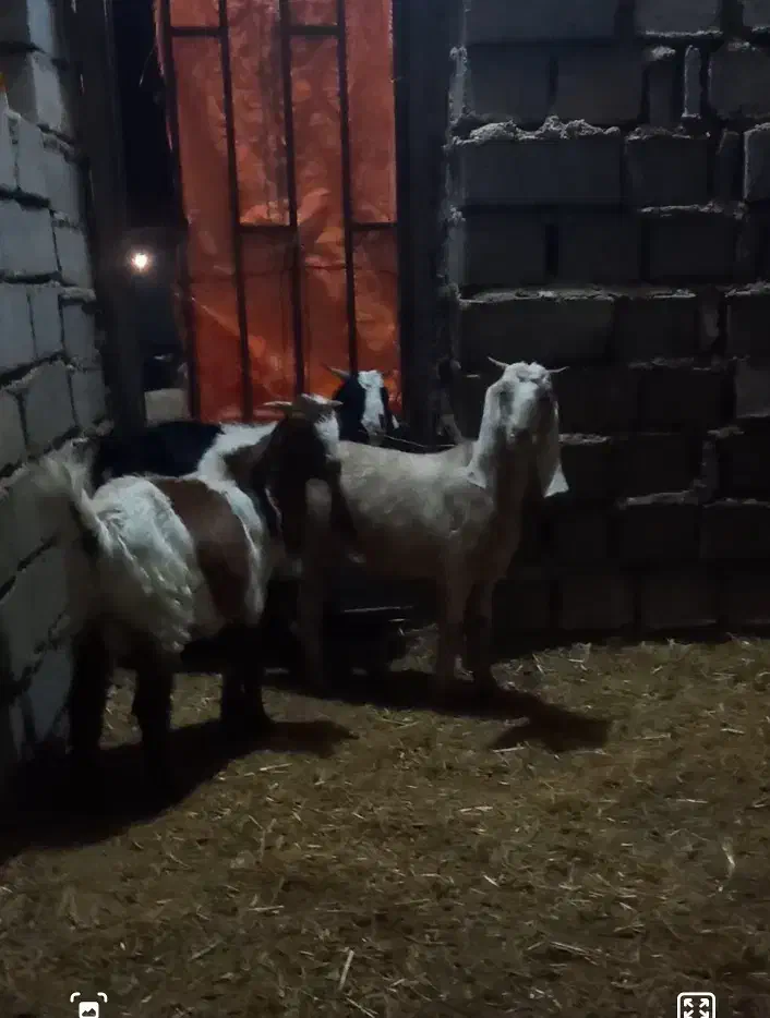 بزغاله نجدی|حیوانات مزرعه|صحنه, |دیوار