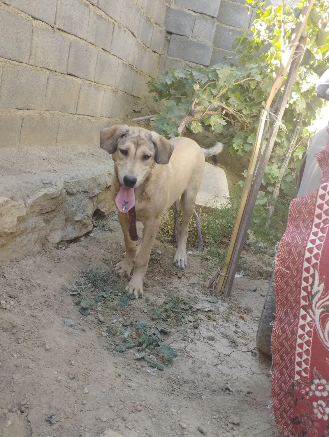 سلام توله ماده6ماحه پژدرتوله تبر قهرمان وحیدعباسی|سگ|همدان, |دیوار