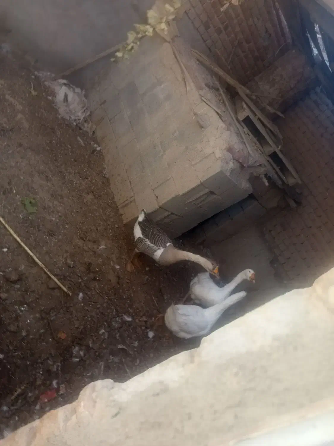 چند عدد غوغاز اصل|حیوانات مزرعه|بناب, |دیوار