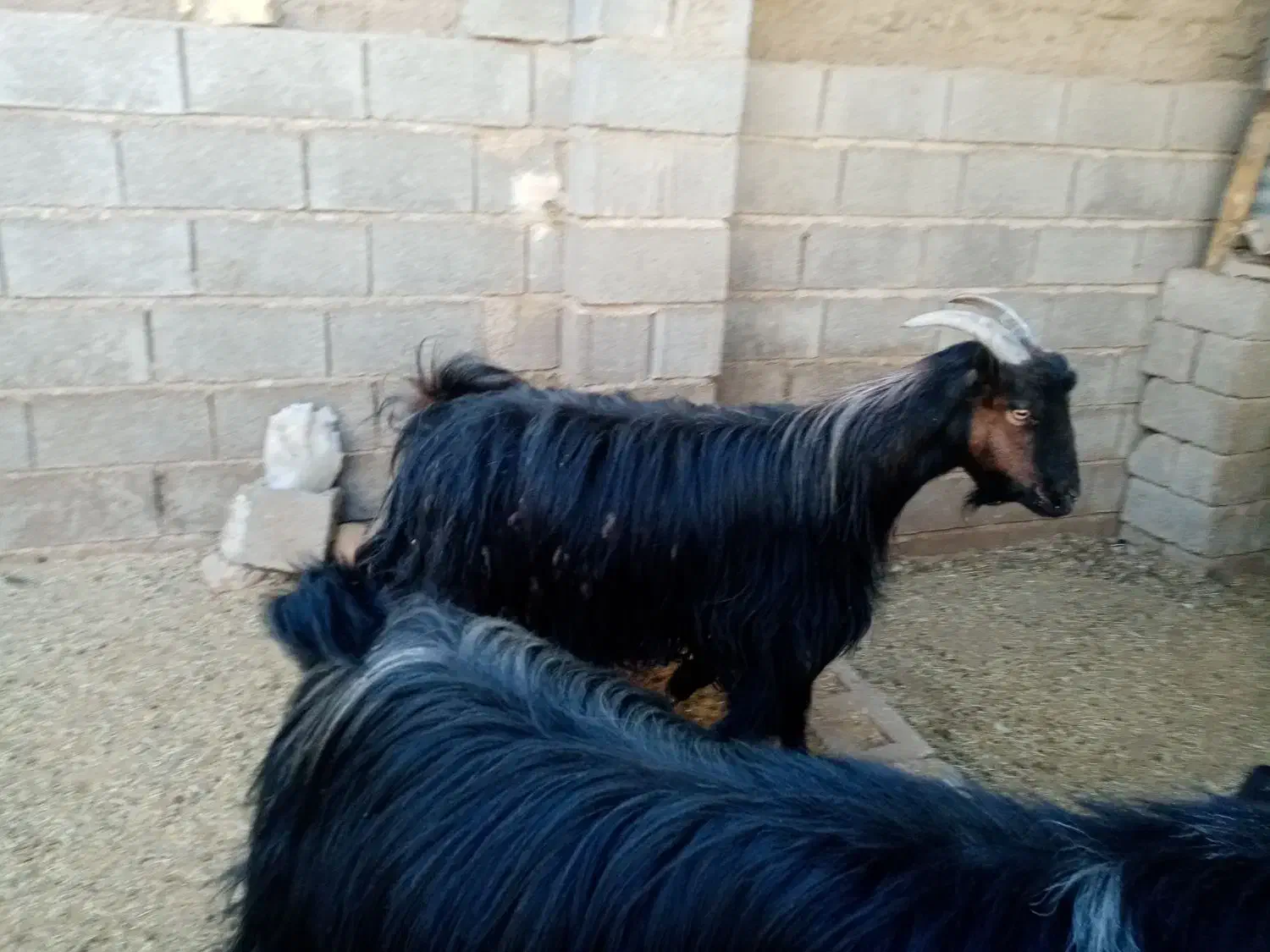 بز.|حیوانات مزرعه|شیراز, سعدیه شمالی|دیوار