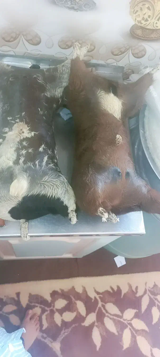 هیزه|حیوانات مزرعه|اندیمشک, |دیوار