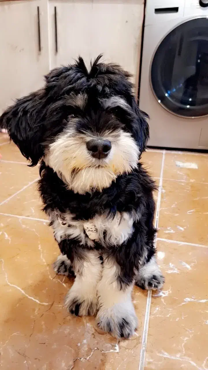 گمشده|سگ|اهواز, فاز ۱ پادادشهر|دیوار