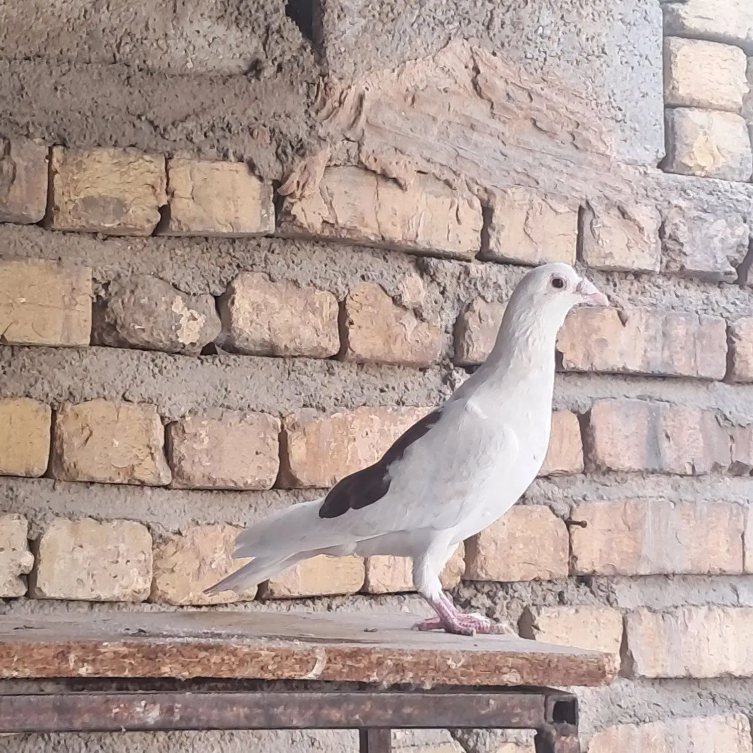 کبوتر|پرنده|شیراز, گلشن|دیوار