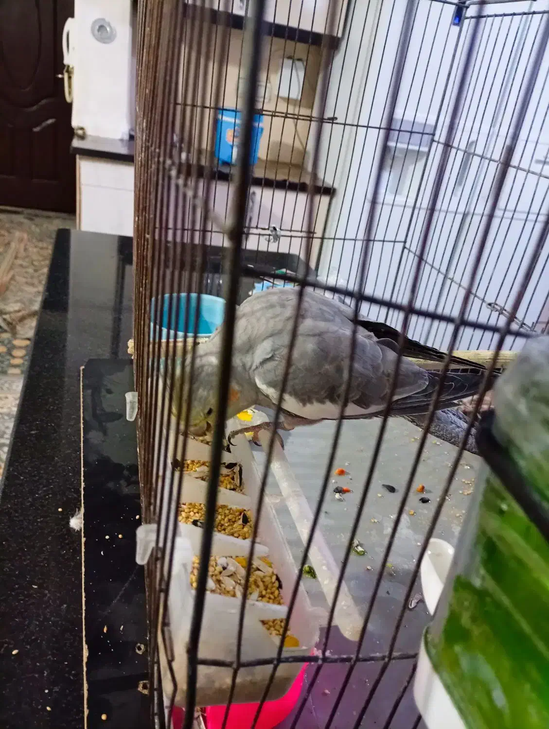 عروس هلندی|پرنده|سرپل ذهاب, |دیوار