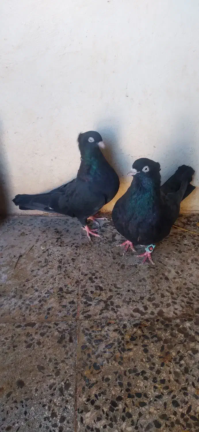 کبوتر|پرنده|بیستون, |دیوار