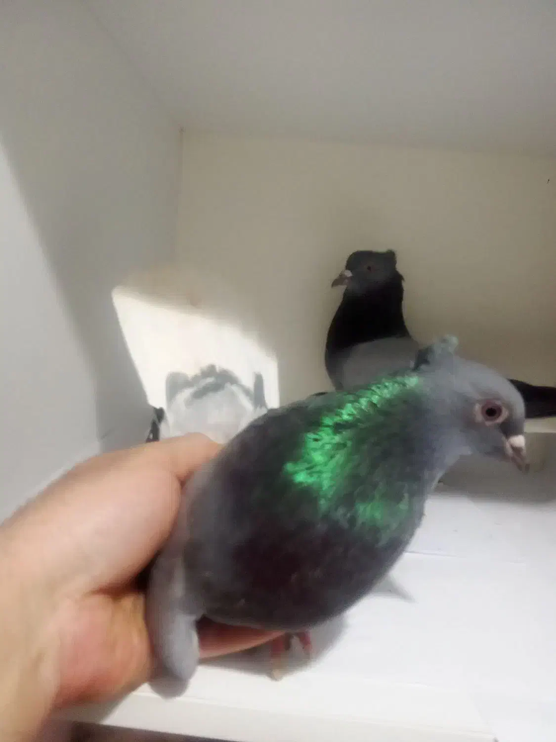 دو جفت سبز کفتر سبز دم سفید عطیقه|پرنده|تهران, تهرانپارس جنوبی|دیوار