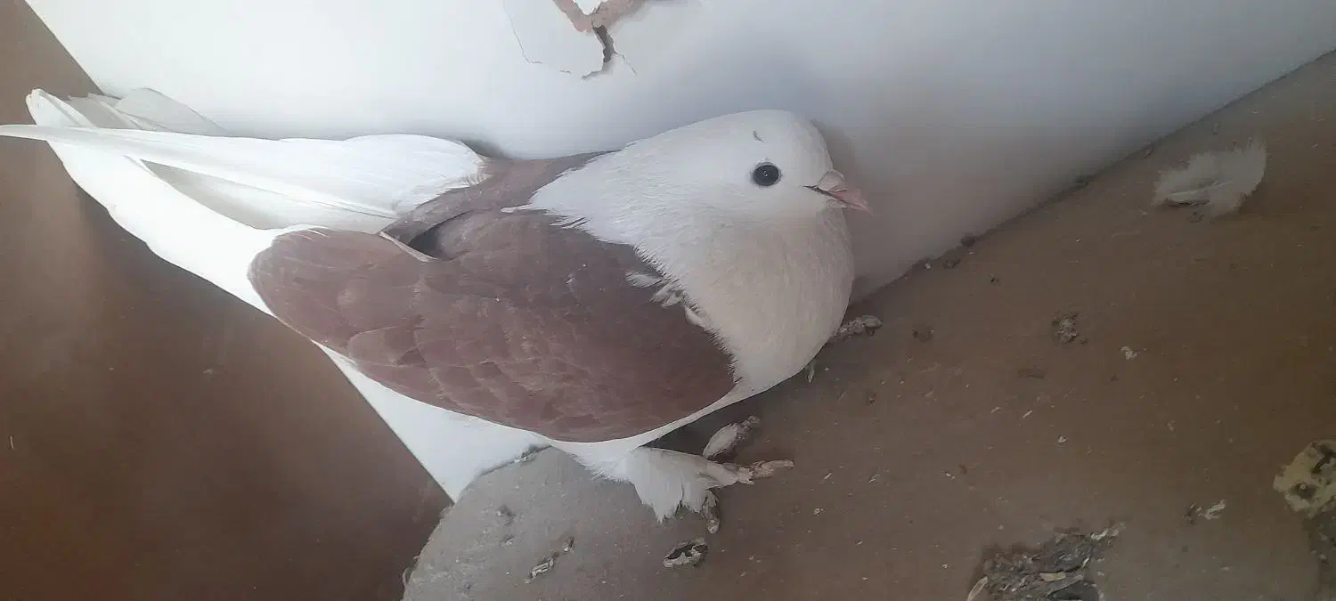 کبوتر|پرنده|برخوار, |دیوار