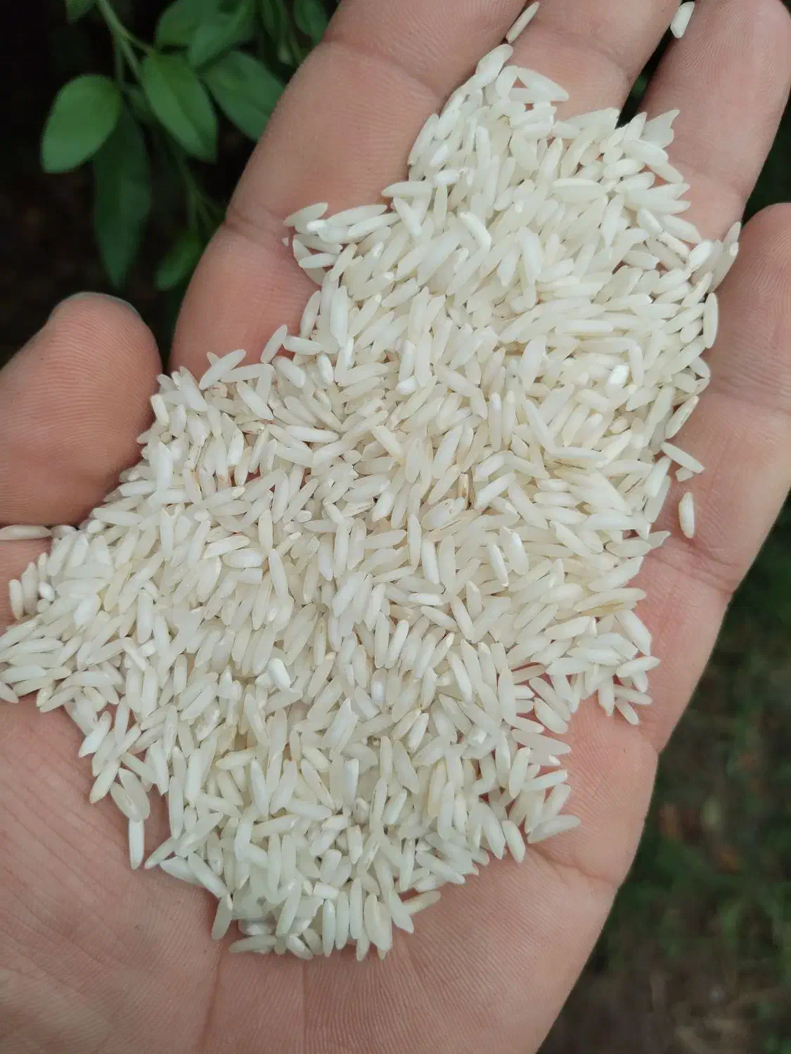 برنج هاشمی دودی|خوردنی و آشامیدنی|رشت, جانبازان|دیوار